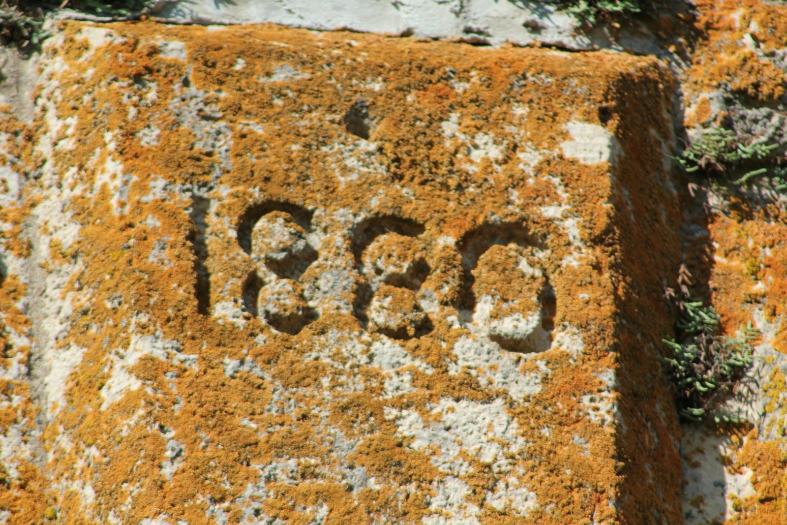 Date stone